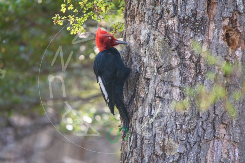 -pajaro-carpintero.jpg